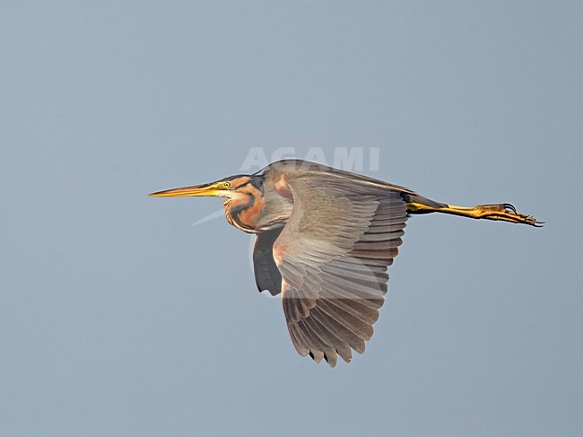 Volwassen Purperreiger in de vlucht; Adult Purple heron in flight stock-image by Agami/Markus Varesvuo,