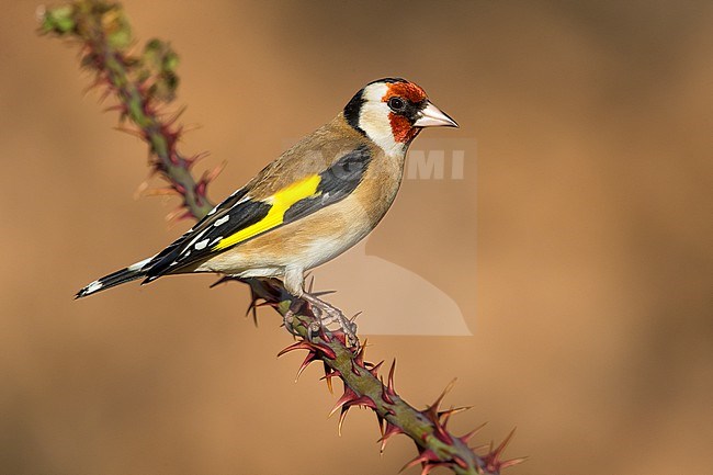 Goldfinch, Carduelis carduelis, in Italy. stock-image by Agami/Daniele Occhiato,