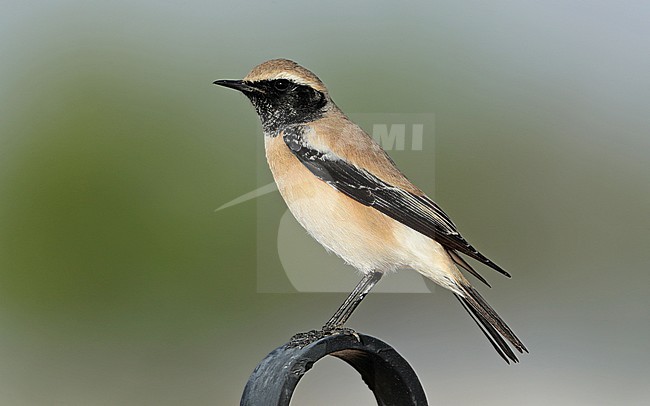 Male Desert Wheatear (Oenanthe deserti) at Haima in Oman. stock-image by Agami/Aurélien Audevard,