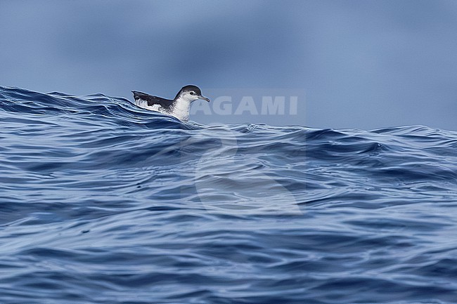 Barolo Shearwater (Puffinus baroli) sitting at sea off Corvo, Azores, Portugal. stock-image by Agami/Vincent Legrand,