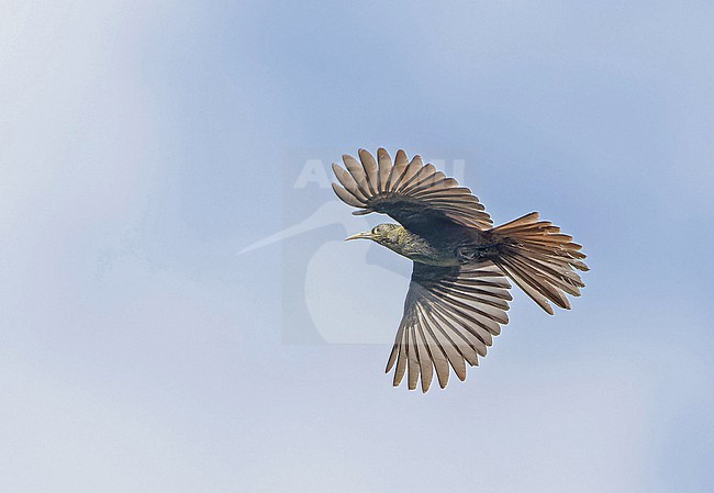 Makira Honeyeater (Meliarchus sclateri) in the Solomon Islands. stock-image by Agami/Pete Morris,