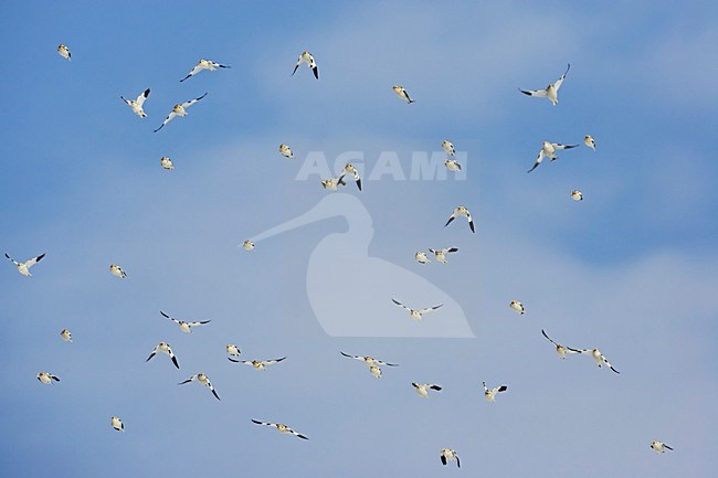 Groep Sneeuwgorzen in de vlucht; Group of Snow Buntings in flight stock-image by Agami/Markus Varesvuo,
