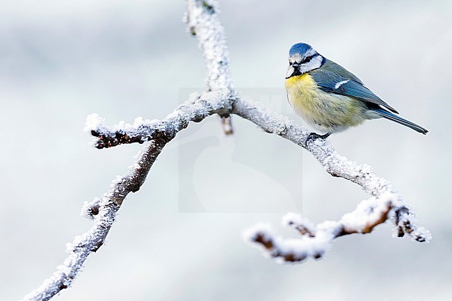 Adult Blue Tit (Cyanistes caeruleus caeruleus) in Germany. Perched on a snow covered branch during a cold winter. stock-image by Agami/Ralph Martin,