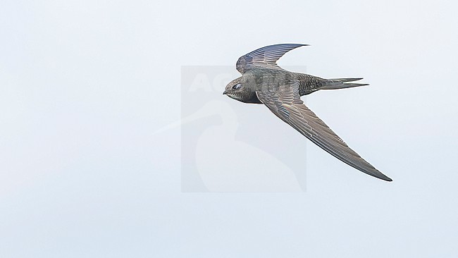 Common swift (Apus apus) in flight stock-image by Agami/Lennart Verheuvel,