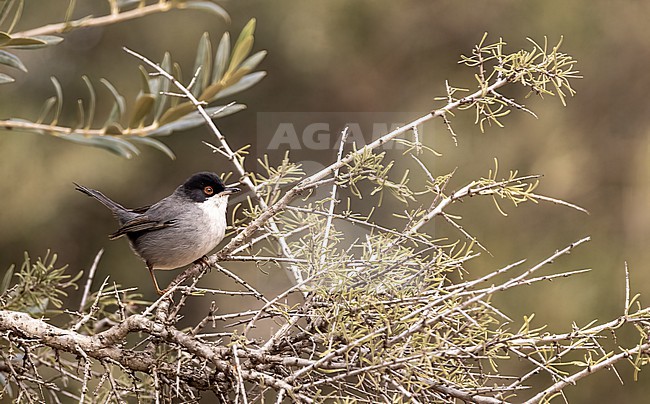 Sardinian Warbler (Sylvia melanocephala) male perched in a bush stock-image by Agami/Roy de Haas,