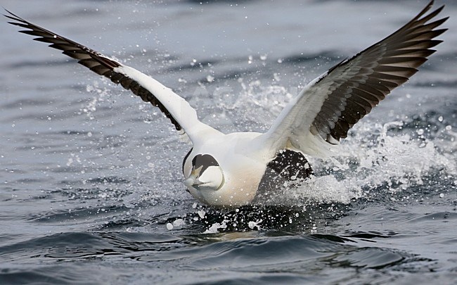 Opvliegend volwassen mannetje Eider; Adult male Common Eider taking of stock-image by Agami/Markus Varesvuo,