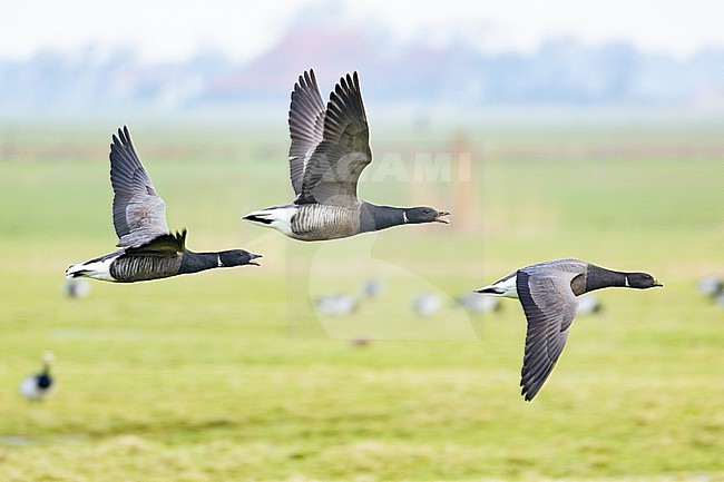  stock-image by Agami/Menno van Duijn,