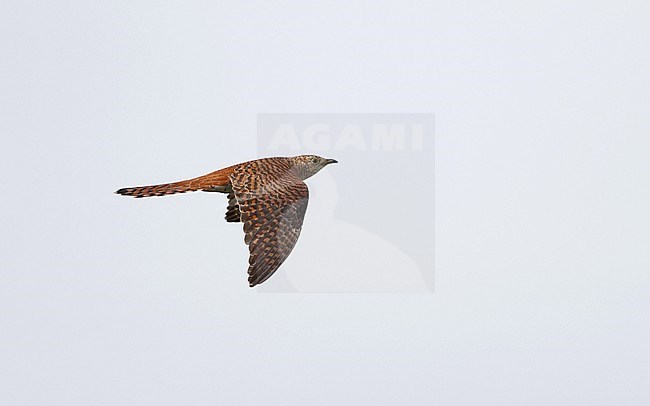 Common Cuckoo, Cuculus canorus, female rufous morph in flight, Tryggevælde, Denmark stock-image by Agami/Helge Sorensen,