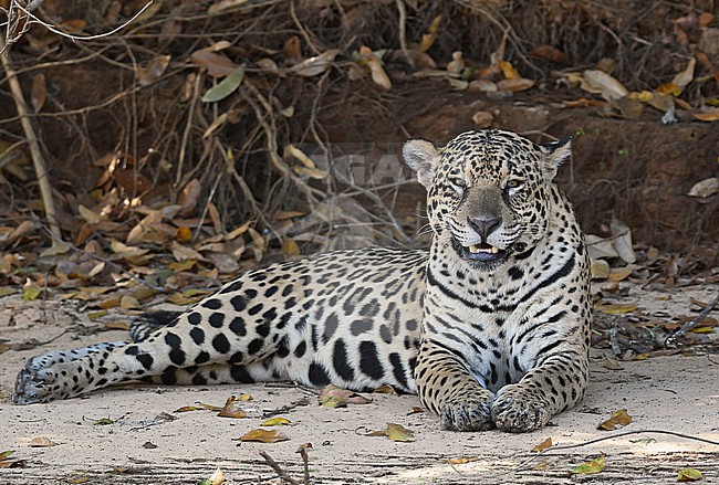 Jaguar (Panthera onca) at the Pantanal, Brazil stock-image by Agami/Eduard Sangster,