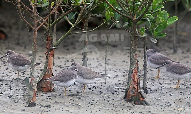 Small group of Grey-tailed Tattlers (Tringa brevipes) roosting in mangroves of Okinawa in Japan. stock-image by Agami/Ian Davies,