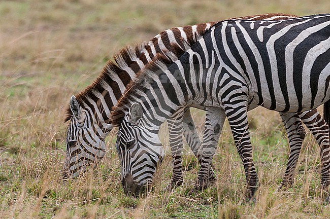Two plains zebras, Equus quagga, grazing. Masai Mara National Reserve, Kenya. stock-image by Agami/Sergio Pitamitz,
