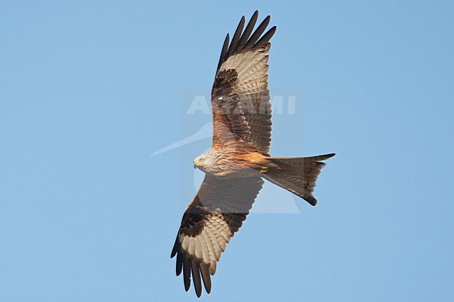Rode Wouw in de vlucht; Red Kite in flight stock-image by Agami/Ran Schols,
