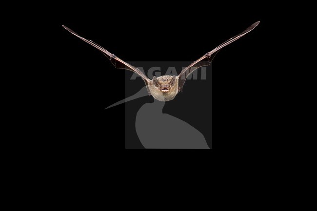 Vliegende Ruige dwergvleermuis, Nathusius' pipistrelle in flight stock-image by Agami/Theo Douma,