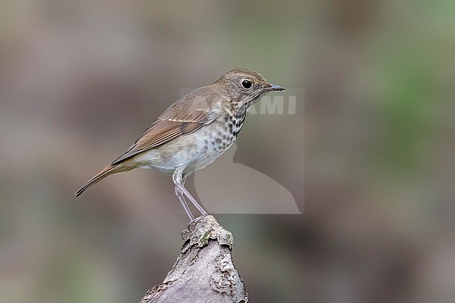First-winter Hermit Thrush (Catharus guttatus) sitting in Fojo South, Corvo, Azores, Portugal. stock-image by Agami/Vincent Legrand,