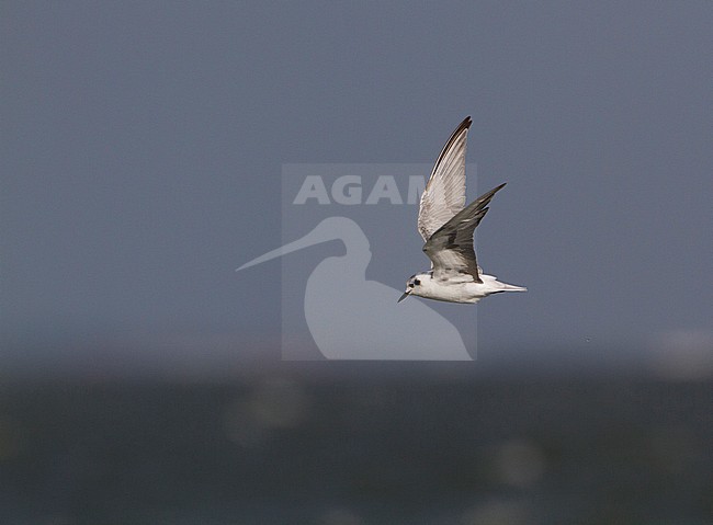 White-winged tern (Chlidonias leucopterus) flying. Adult moulting from summer to winterplumage. Almere, Netherlands. stock-image by Agami/Karel Mauer,