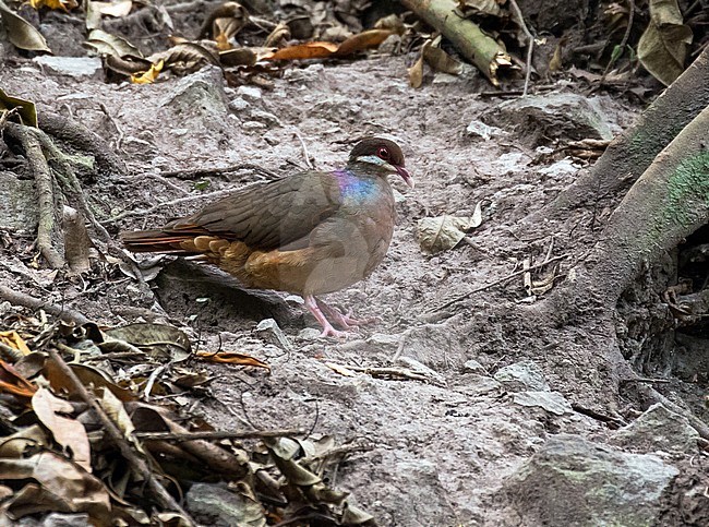 Bridled Quail Dove (Geotrygon mystacea) in the Lesser Antilles. Standing still on the ground in a forest. stock-image by Agami/Pete Morris,