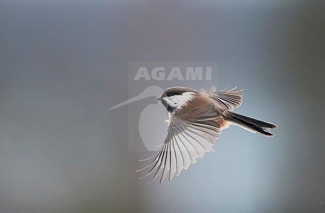 Siberian Tit (Parus cinctus) in Kuusamo, Finland. In flight, seen from the side. stock-image by Agami/Markus Varesvuo,