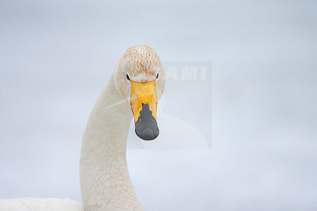 Whooper Swan (Cygnus cygnus) wintering in Japan. Staring directly in the camera. stock-image by Agami/Marc Guyt,