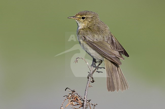 Common Chiffchaff perched on branch; Tjiftjaf zittend op tak stock-image by Agami/Daniele Occhiato,