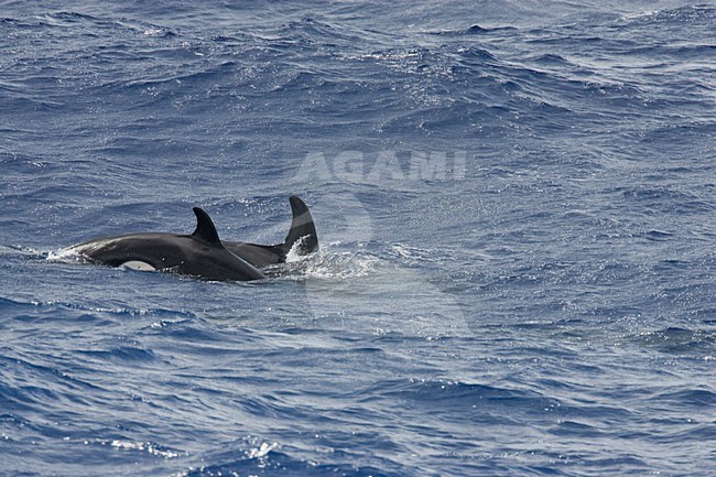 Orka, Killer whale stock-image by Agami/Menno van Duijn,
