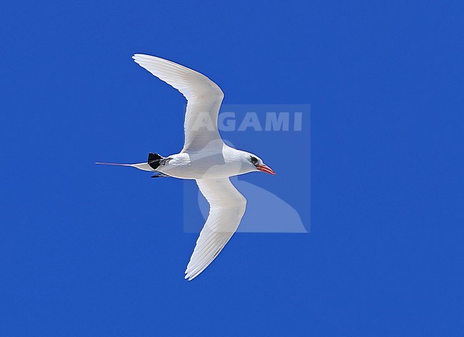 Male Red-tailed Tropicbird, Phaethon rubricauda, at Reitoru- Tuamotu archipelago - French polynesia. stock-image by Agami/Aurélien Audevard,