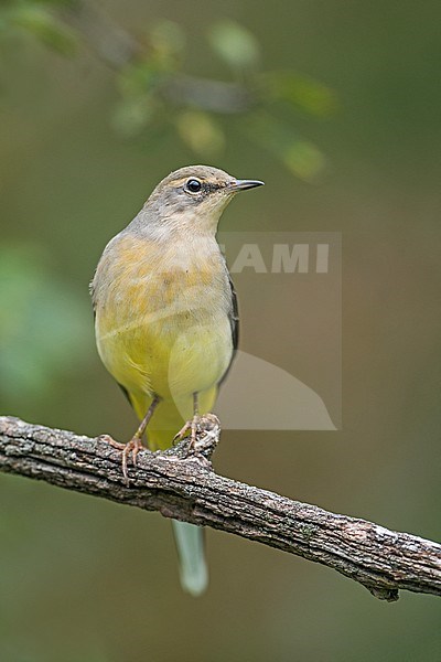 Grey Wagtail, Grote Gele Kwikstaarta stock-image by Agami/Alain Ghignone,