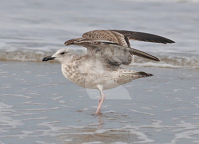 First-winter Caspian Gull (Larus cachinnans) standing on the beach at Noordwijk in the Netherlands during early October. stock-image by Agami/Casper Zuijderduijn,