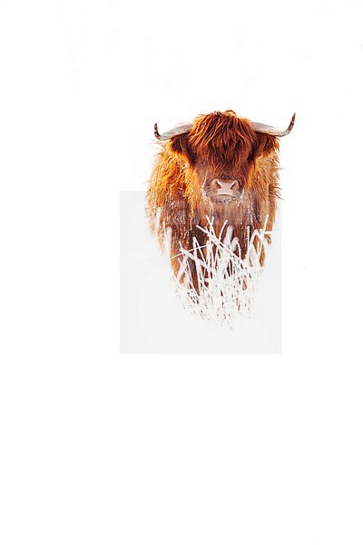 Schotse Hooglanders in natuurgebied de Delleboersterheide, Highland Cattle in nature reserve the Delleboersterheide stock-image by Agami/Wil Leurs,