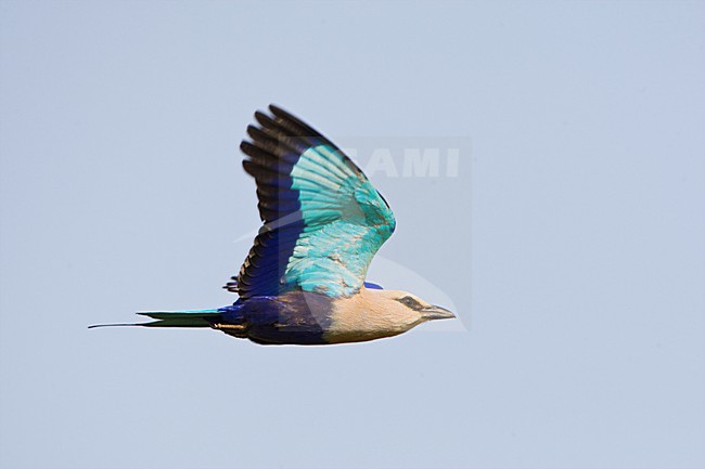 Blauwbuikscharrelaar volwassen vliegend; Blue-bellied Roller adult flying stock-image by Agami/Marc Guyt,