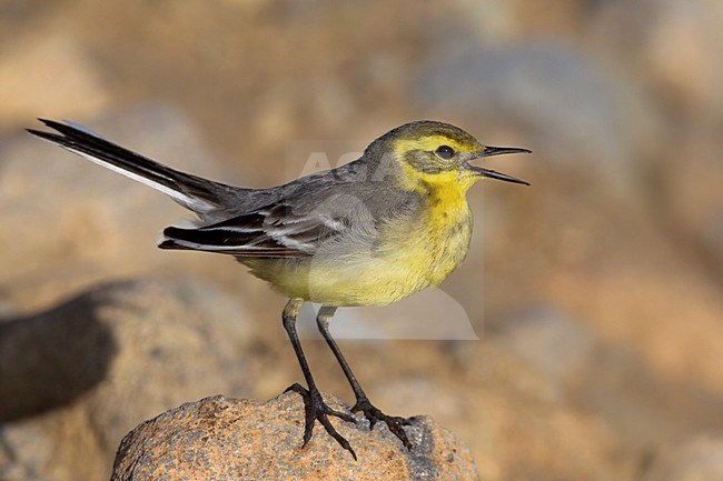 Roepende Citroenkwikstaart, Calling Citrine Wagtail stock-image by Agami/Daniele Occhiato,