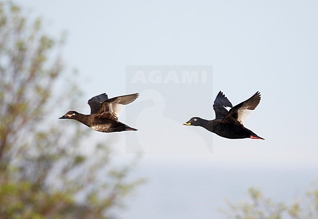 Grote ZeeÃ«end paartje vliegend; Velvet Scoter pair flying stock-image by Agami/Markus Varesvuo,