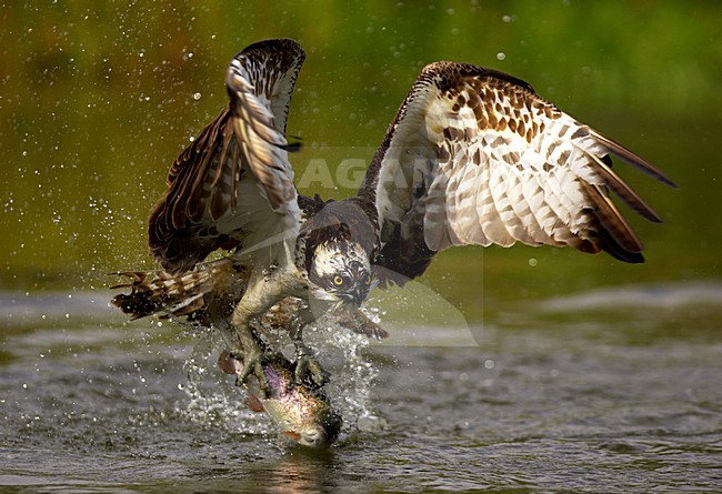 Visarend met vis, Osprey with fish stock-image by Agami/Danny Green,