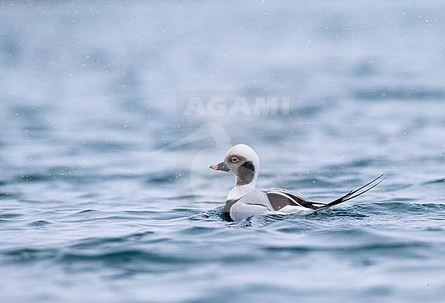 Male Long-tailed Duck (Clangula hyemalis) in winter plumage swimming in a harbor on Varangerfjord peninsula, arctic Norway. stock-image by Agami/Marc Guyt,
