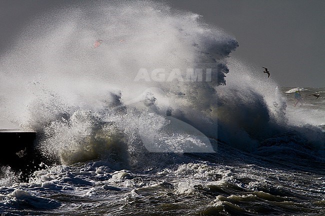 Panoramic view of the Netherlands. Big waves crashing over the pier of Ijmuiden, Netherlands during severe storm over the North Sea. stock-image by Agami/Menno van Duijn,