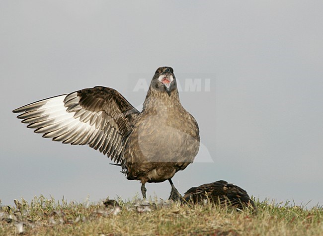 Grote Jager roepend bij prooi; Great Skua calling near prey stock-image by Agami/Menno van Duijn,