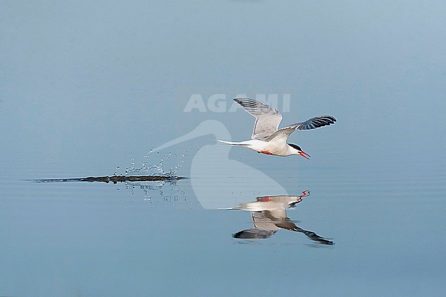 Adult Common Tern (Sterna hirundo) flying over saltpans near Skala Kalloni on the island of Lesvos, Greece. stock-image by Agami/Marc Guyt,