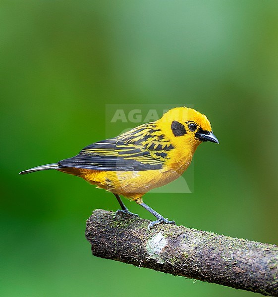 Golden Tanager (Tangara arthus goodsoni) at Milpe in subtropical western Ecuador. stock-image by Agami/Marc Guyt,