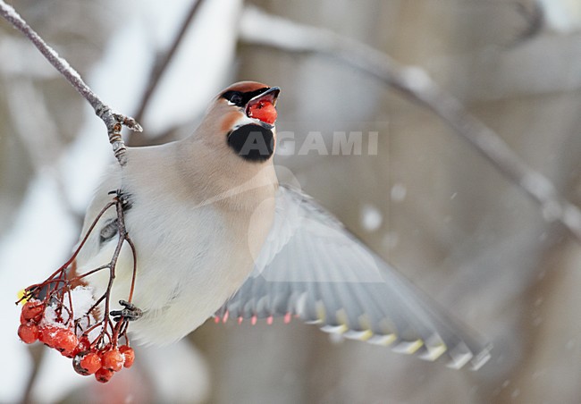 Volwassen Pestvogel foeragerend op bessen in de winter; Adult Bohemian Waxwing foraging on berries in winter stock-image by Agami/Markus Varesvuo,