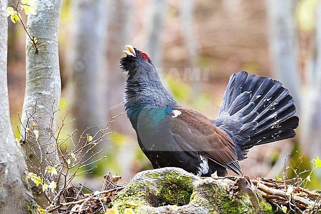 Displaying male Capercaillie (Tetrao urogallus) in mountains of the high Alps in Italy. stock-image by Agami/Daniele Occhiato,