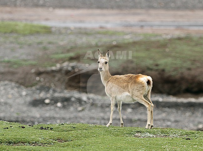 Tibetan Gazelle or Goa (Procapra picticaudata) on the Tibetan Plateau stock-image by Agami/James Eaton,