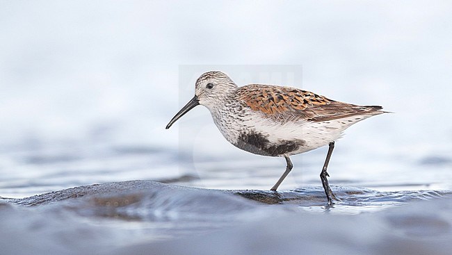 American Dunlin (Calidris alpina hudsonia) on the beach of La Haute-Côte-Nord, Quebec in Canada. stock-image by Agami/Ian Davies,