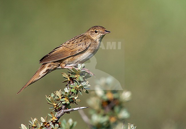 Common Grasshopper Warbler (Locustella naevia) in the dunes of Katwijk, Netherlands. stock-image by Agami/Marc Guyt,
