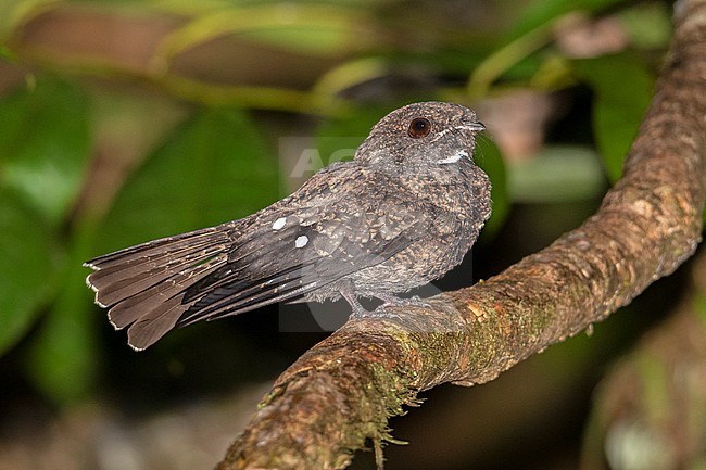 Choco Poorwill (Nyctiphrynus rosenbergi) at San Cipriano, Valle del Cauca, Colombia. IUCN Status Near Threatened. stock-image by Agami/Tom Friedel,