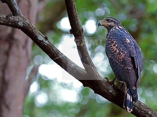 Juveniele Pacifische Zwarte Buizerd, Juvenile Mangrove Black-Hawk stock-image by Agami/Alex Vargas,