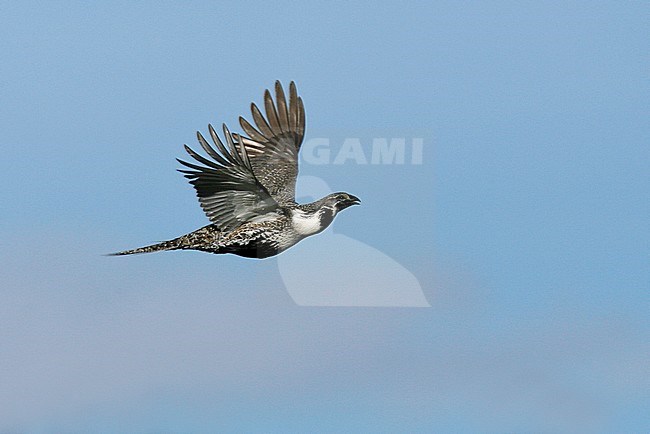Adult male
Mono Co., CA
March 2007 stock-image by Agami/Brian E Small,