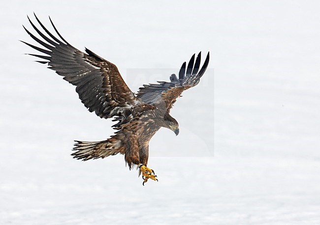 Zeearend onvolwassen landend; White-tailed Eagle immature landing stock-image by Agami/Markus Varesvuo,
