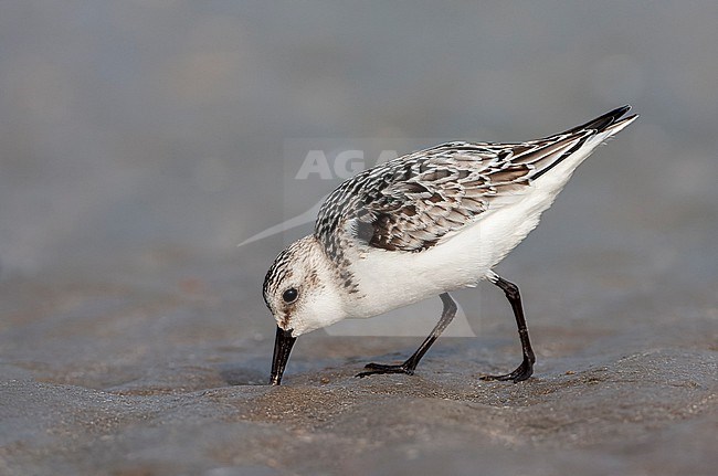 First-winter Sanderling (Calidris alba) on North Sea beach in the Netherlands. stock-image by Agami/Marc Guyt,