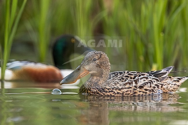 Female Northern Shoveler stock-image by Agami/Eric Tempelaars,