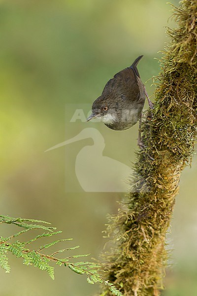 Mountain Mouse-Warbler (Crateroscelis robusta) Perched on a branch in Papua New Guinea stock-image by Agami/Dubi Shapiro,