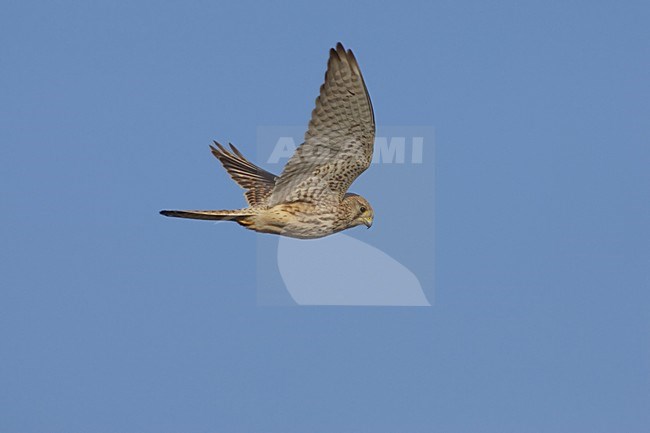 Common Kestrel flying; Torenvalk vliegend stock-image by Agami/Daniele Occhiato,